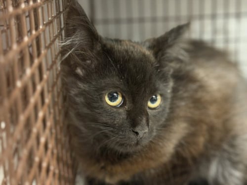 EVIAN - Domestic Short Hair available for adoption