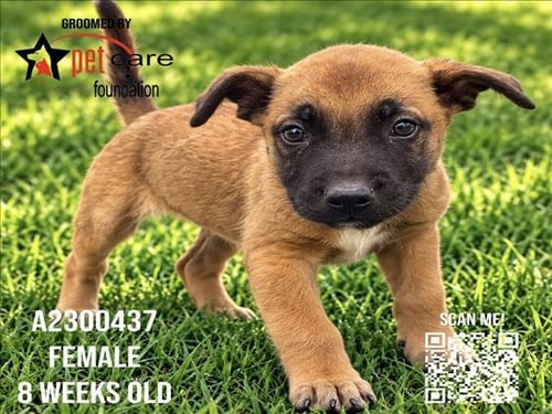 SQUASH - Belgian Shepherd Malinois / German Shepherd Dog available for adoption