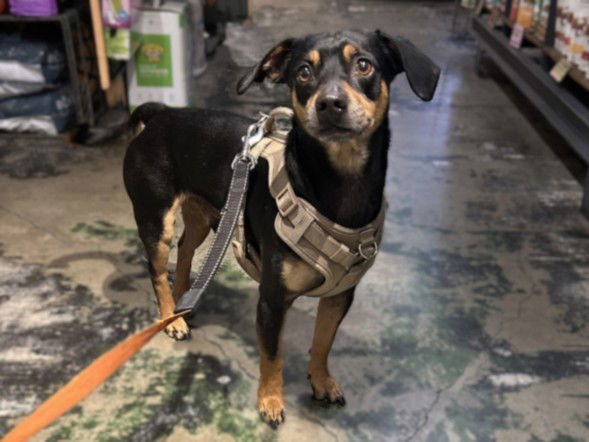 GUNTHER - Chihuahua available for adoption