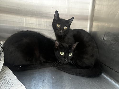 STORMIE - Domestic Short Hair available for adoption