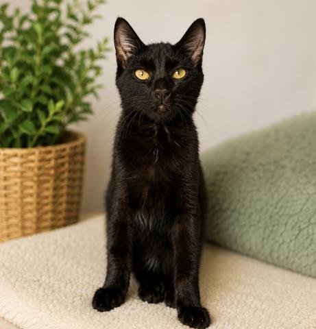 STORMIE - Domestic Short Hair for adoption in Los Angeles