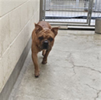 A2302474 - French Bulldog available for adoption