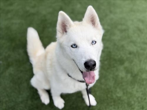 GOHAN - Siberian Husky available for adoption