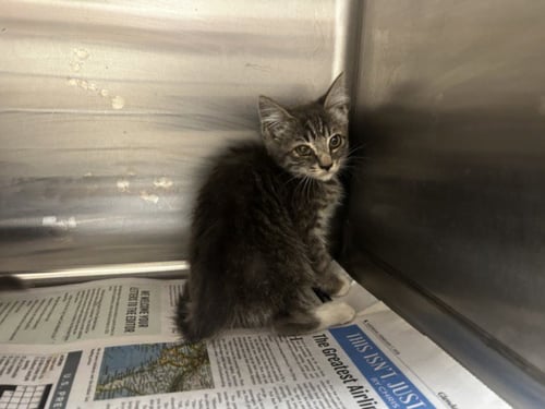 MIRANDA SCRATCH AND SNIFF - Domestic Medium Hair available for adoption