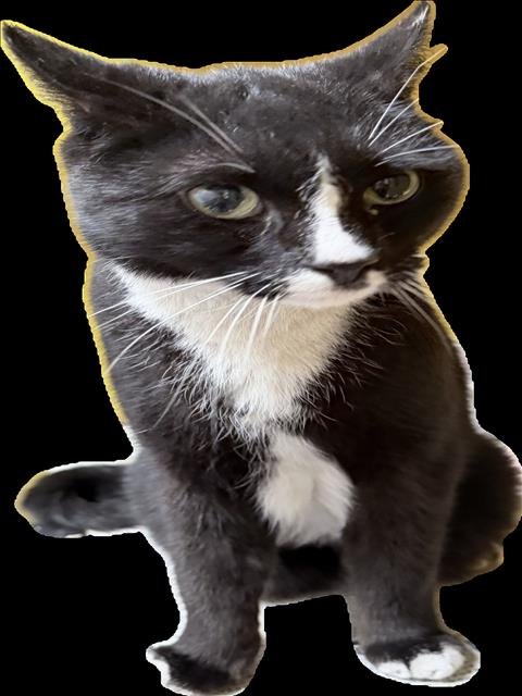 CHARLIE - Domestic Short Hair available for adoption