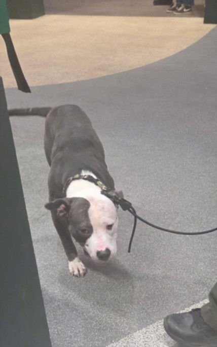 CHICO - Pit Bull Terrier available for adoption