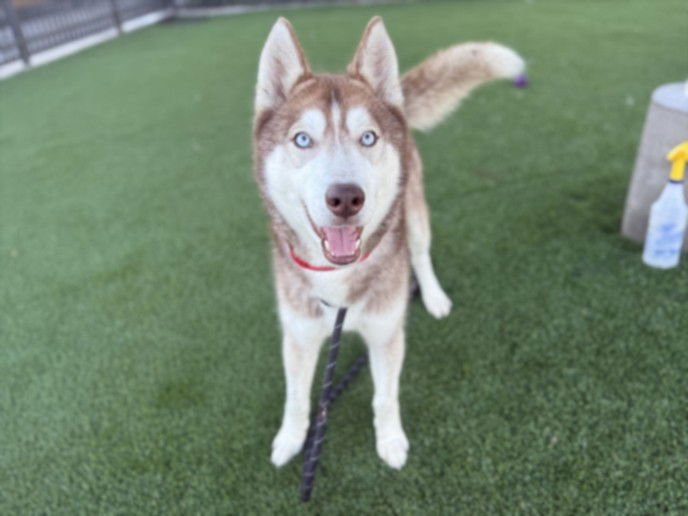 WALTER - Siberian Husky available for adoption