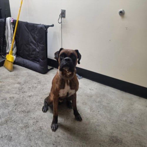 BRUCE - Boxer available for adoption