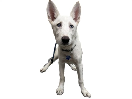 COCO - Siberian Husky available for adoption