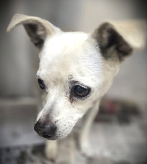 PEBBLE - Chihuahua available for adoption
