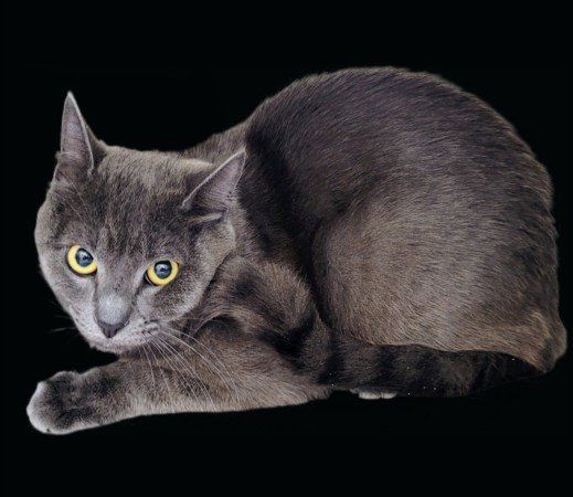 MEOWSER Image
