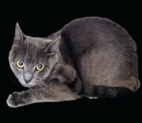 MEOWSER - Photo 1