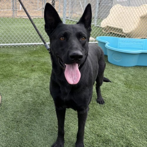 LAUREN HILL - German Shepherd Dog available for adoption