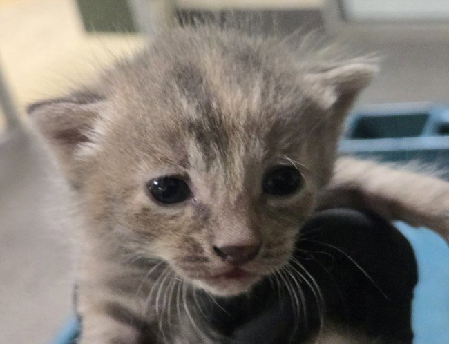 ABBEY TABBY Image