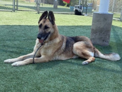 LADY - German Shepherd Dog available for adoption