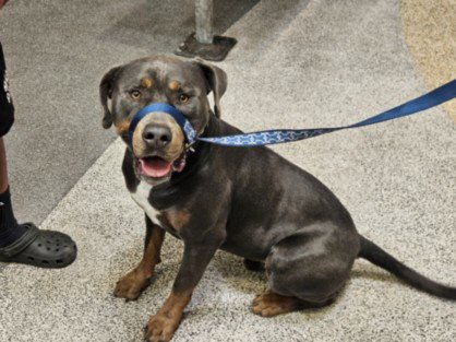 ROCKY - Pit Bull Terrier available for adoption