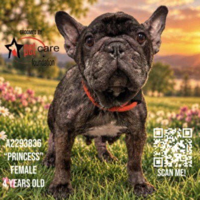 PRINCESS - French Bulldog available for adoption