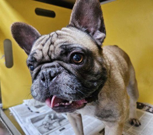 MILO - French Bulldog available for adoption