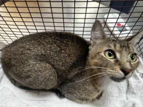 SKY - Abyssinian available for adoption