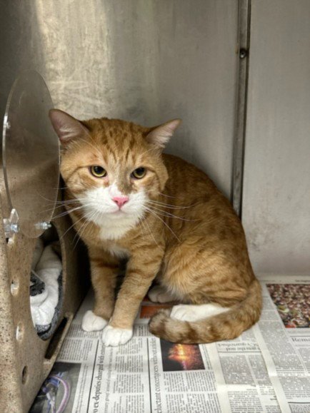 SKY - Domestic Short Hair available for adoption