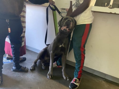 REX - Cane Corso Mastiff available for adoption