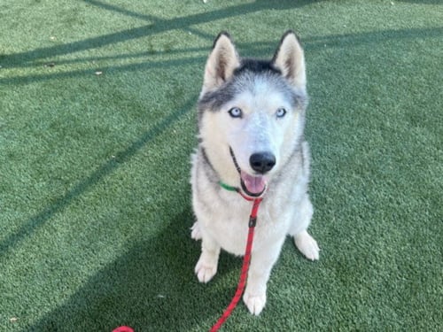 MAX - Siberian Husky available for adoption
