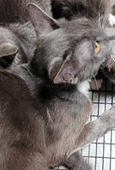 WALT - Domestic Short Hair available for adoption