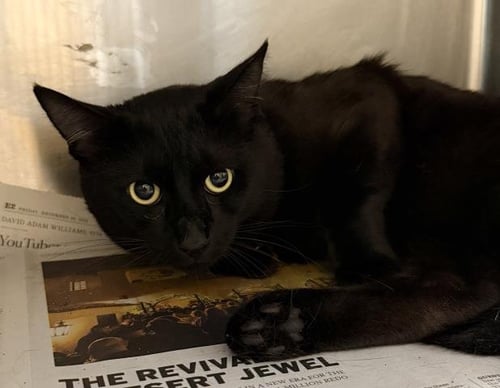 CINCO - Domestic Short Hair for adoption in Los Angeles