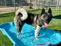 INKU - Photo 1