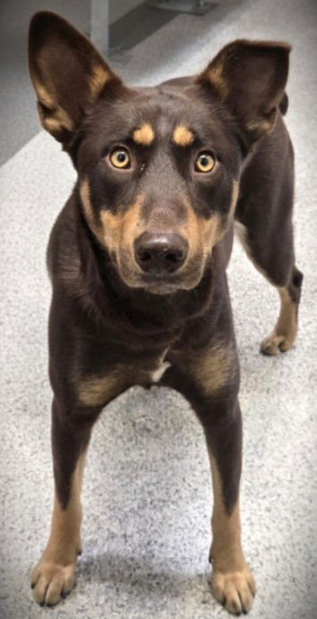 SATURDAY - Doberman Pinscher / German Shepherd Dog available for adoption