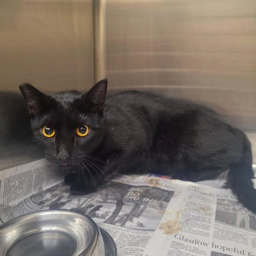 MUDFLAP - Domestic Short Hair for adoption in Glendale