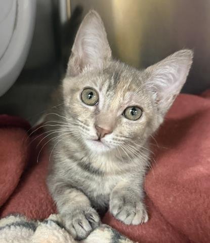 ABBEY TABBY - Domestic Short Hair for adoption in Los Angeles
