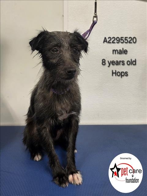 HOPS - Chihuahua available for adoption