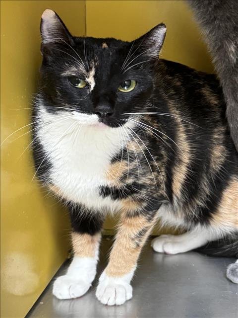 PUMPKIN - Domestic Short Hair available for adoption