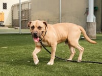BUDDY - Photo 1