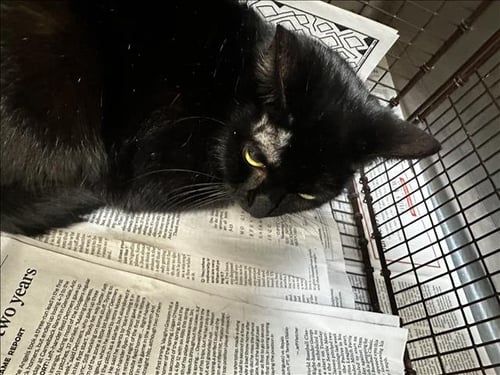 LILITH - Domestic Short Hair for adoption in Glendale