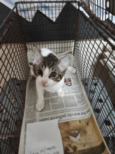 KIRSTEN - Domestic Short Hair available for adoption