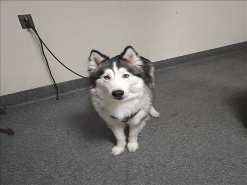 CLOUD - Siberian Husky available for adoption