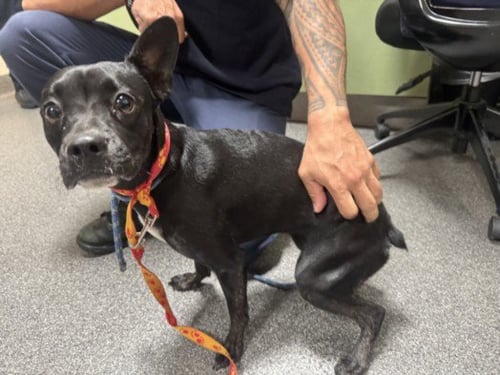 TWITCH - Labrador Retriever / Pit Bull Terrier available for adoption