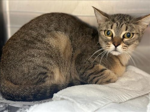 SOL - Domestic Short Hair available for adoption