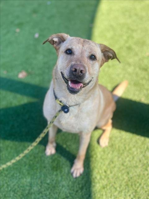LOLY - Labrador Retriever available for adoption