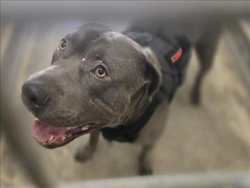 CHIEF - Pit Bull Terrier available for adoption