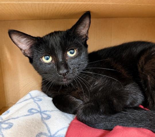 TIMA Image