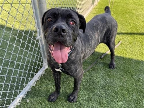 MOMO - Mastiff available for adoption