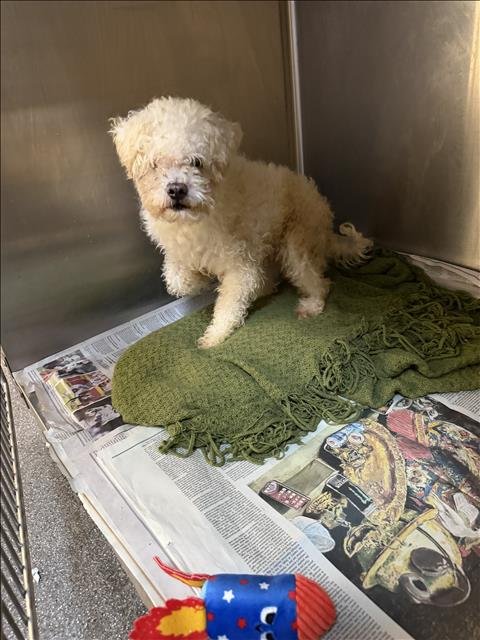 PILON - Poodle (Miniature) available for adoption