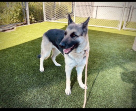 KHIARA RIVERA - German Shepherd Dog available for adoption