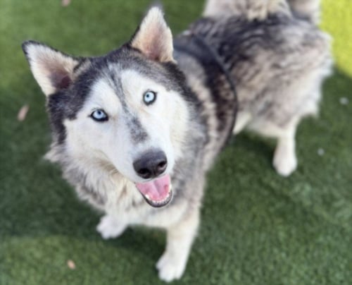 HIDE'N SEEK - Siberian Husky available for adoption