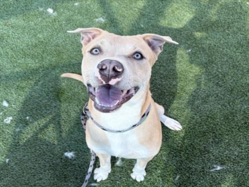 GEORGE - Pit Bull Terrier for adoption in Los Angeles