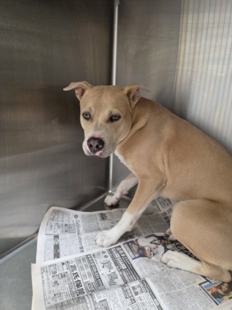 GEORGE - Pit Bull Terrier available for adoption