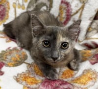 PEBBLES - Photo 1